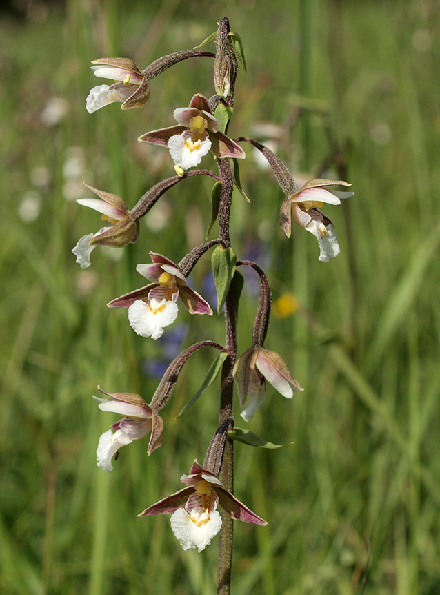 Epipactis palustris
