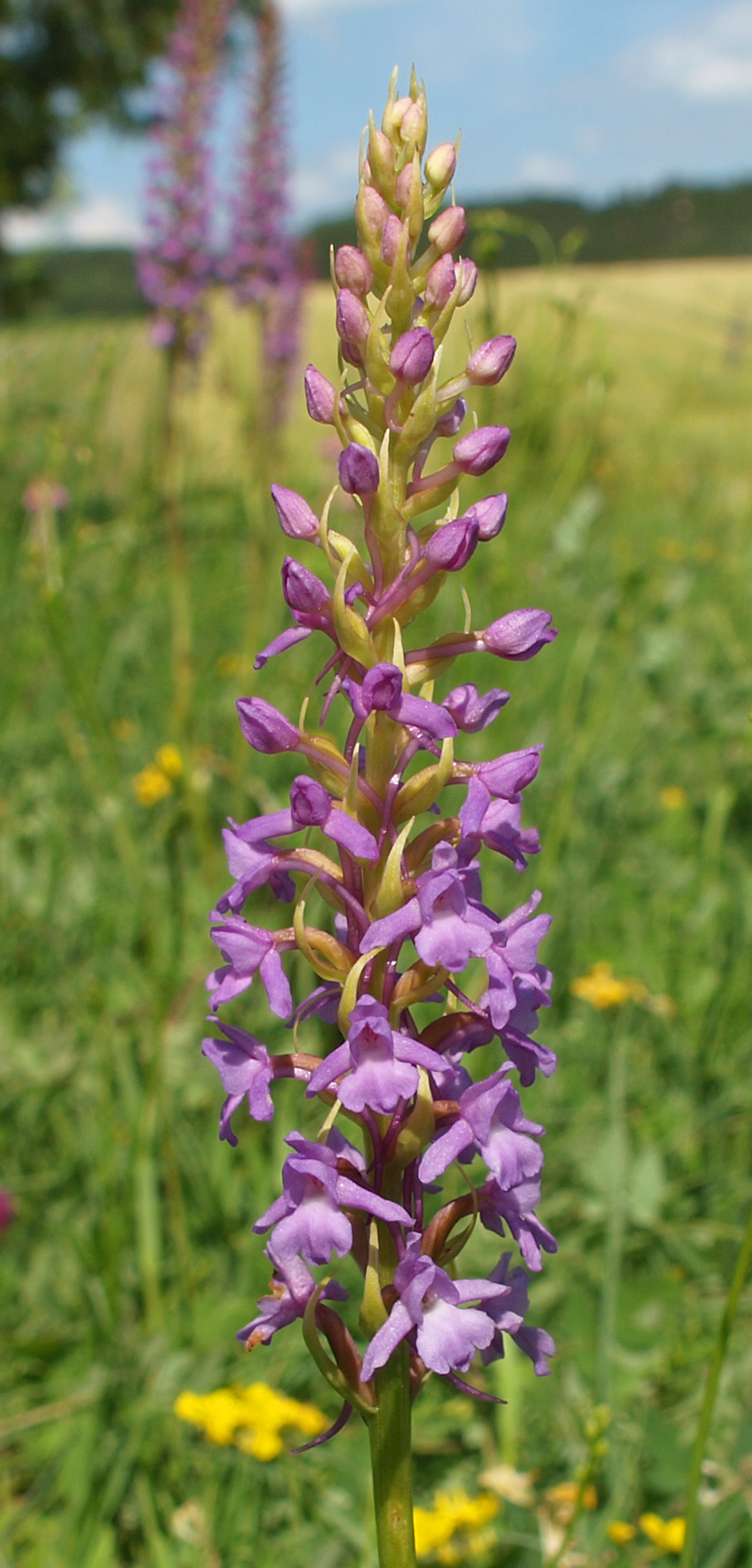 Gymnadenia conopsea Gymnadenia conopsea