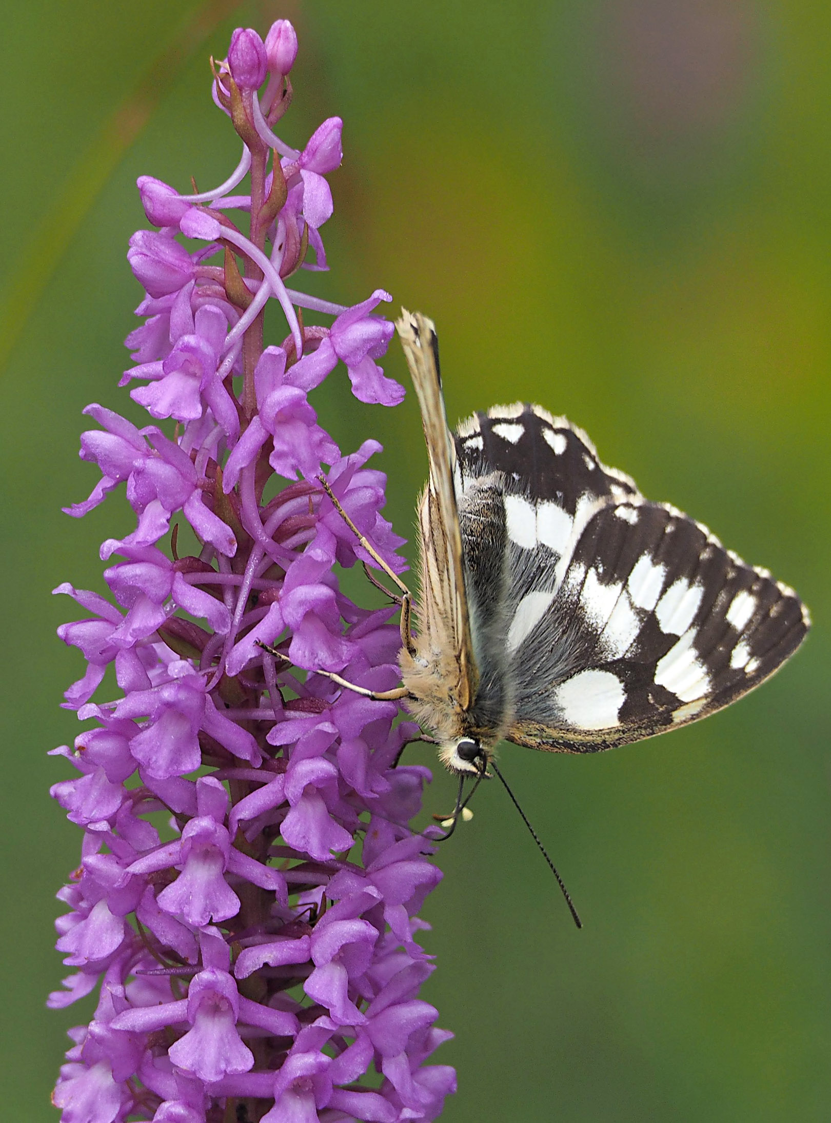 Gymnadenia densiflora