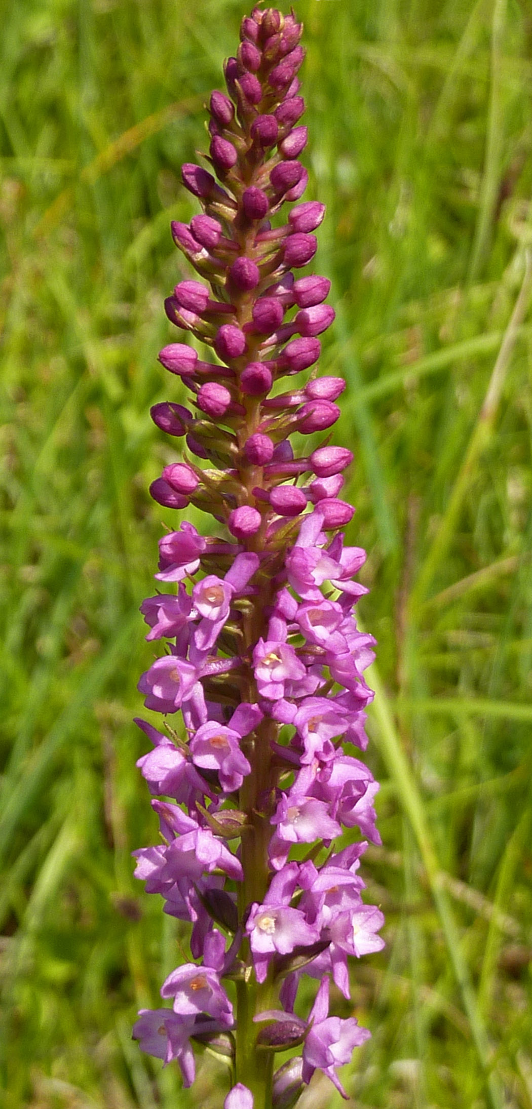 Gymnadenia odoratissima