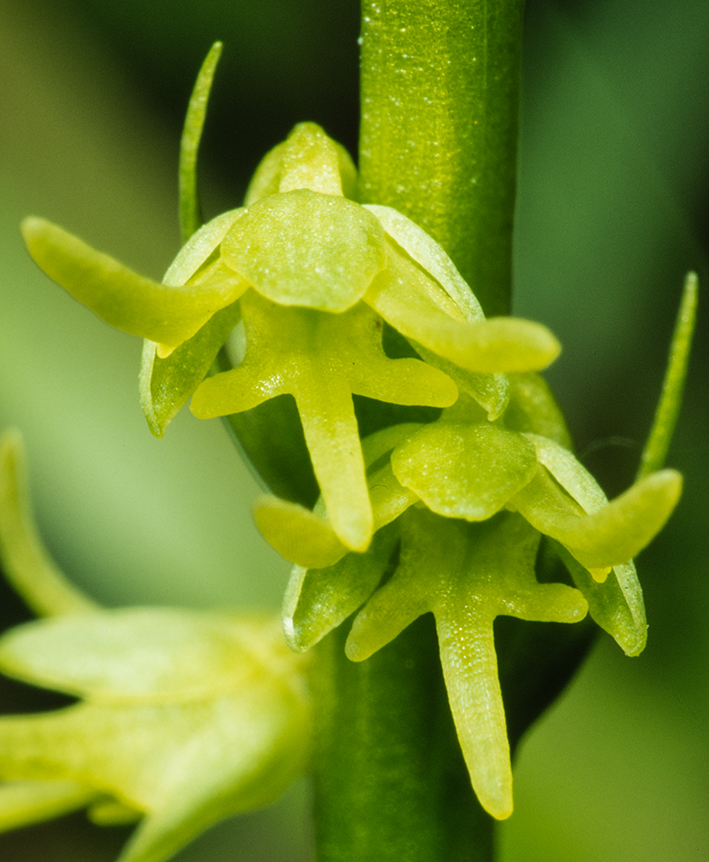Herminium monorchis