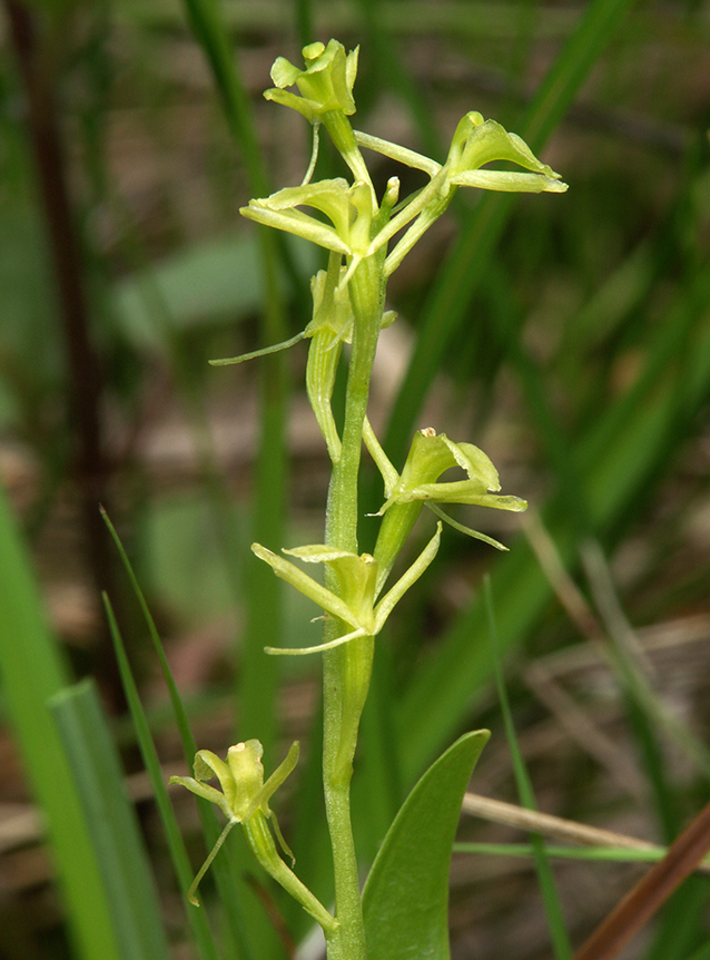Liparis loeselii