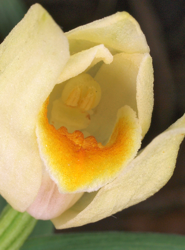Cephalanthera damasonium