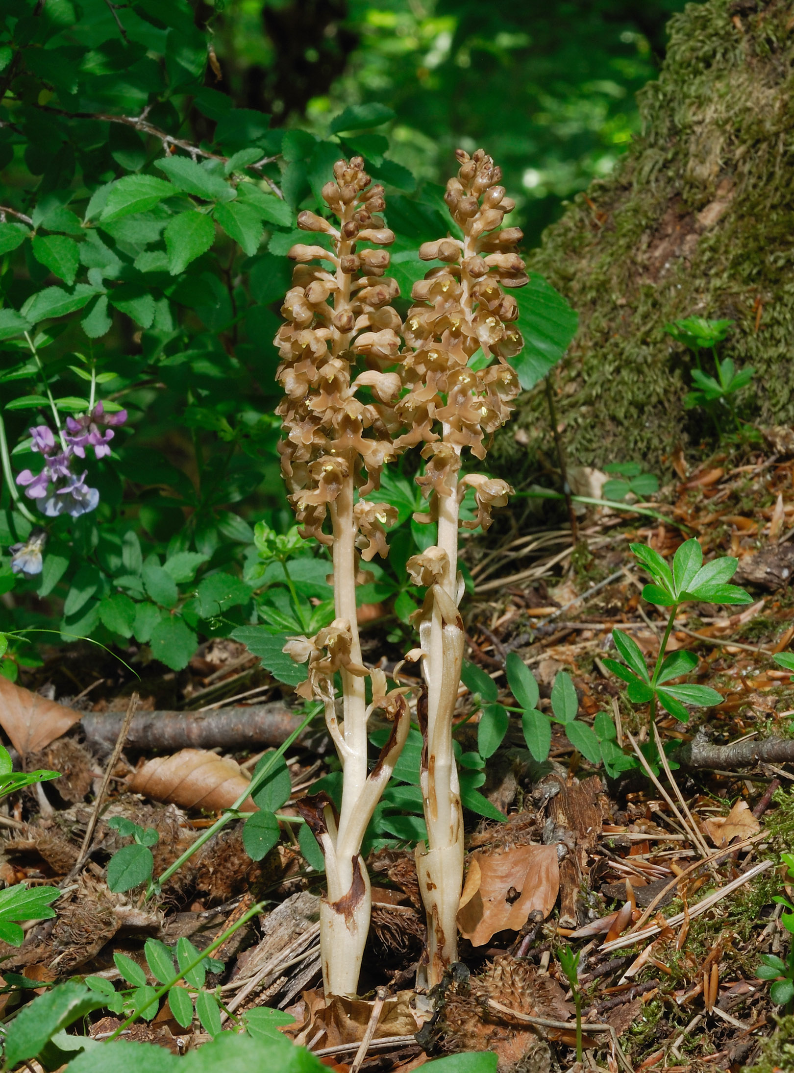 Neottia nidus-avis Neottia nidus-avis
