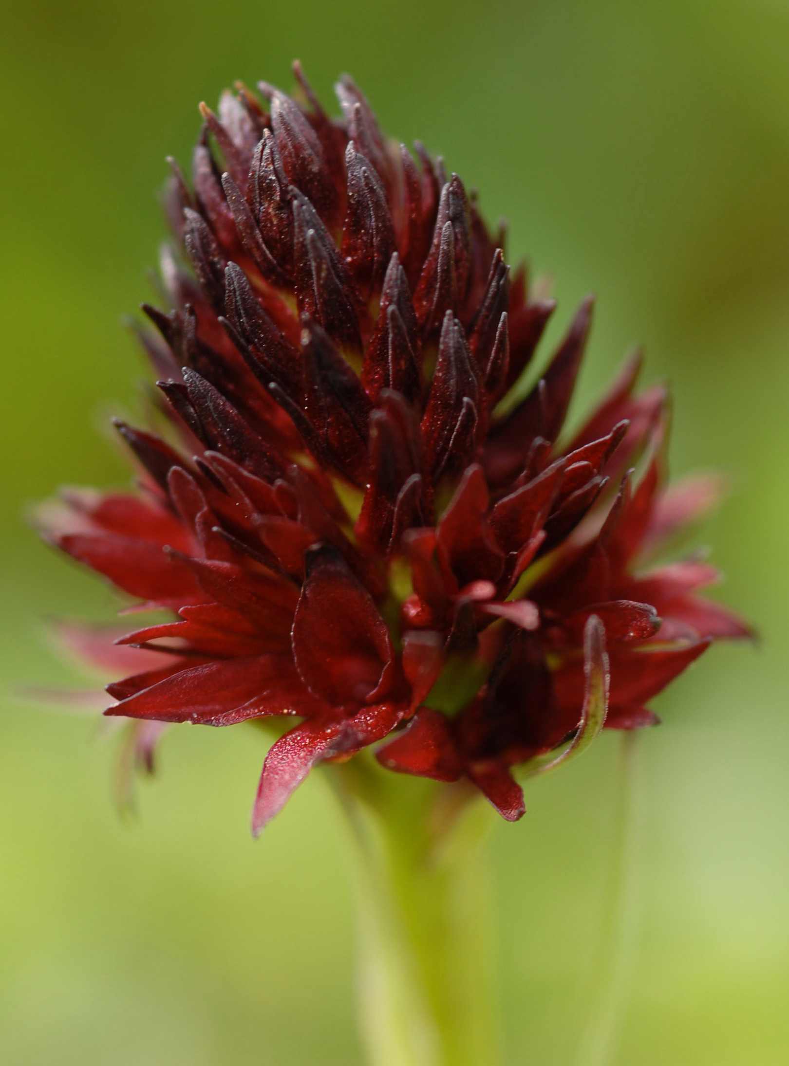 Nigritella rhellicani