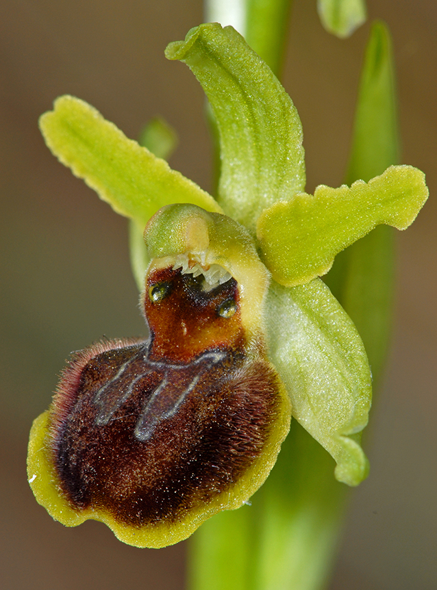 Ophrys araneola