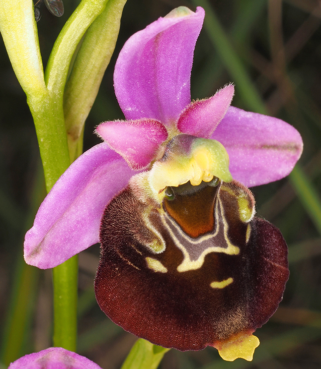 Ophrys holosericea