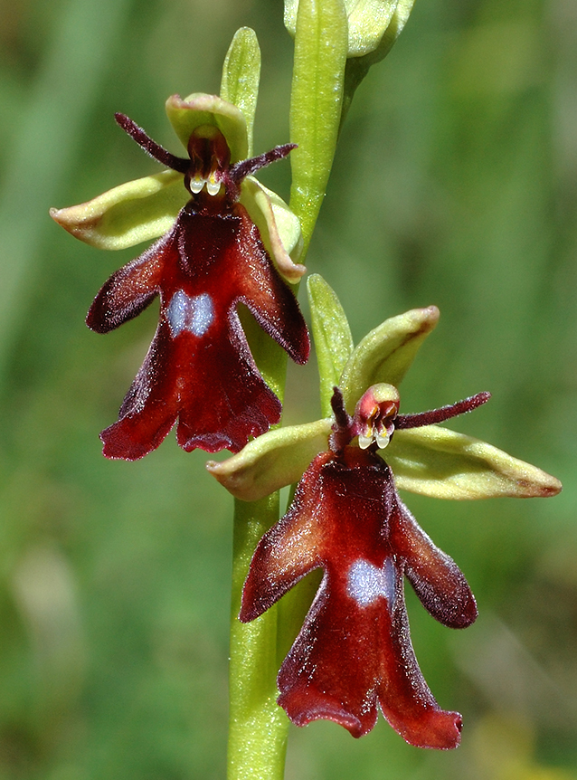 Ophrys insectifera
