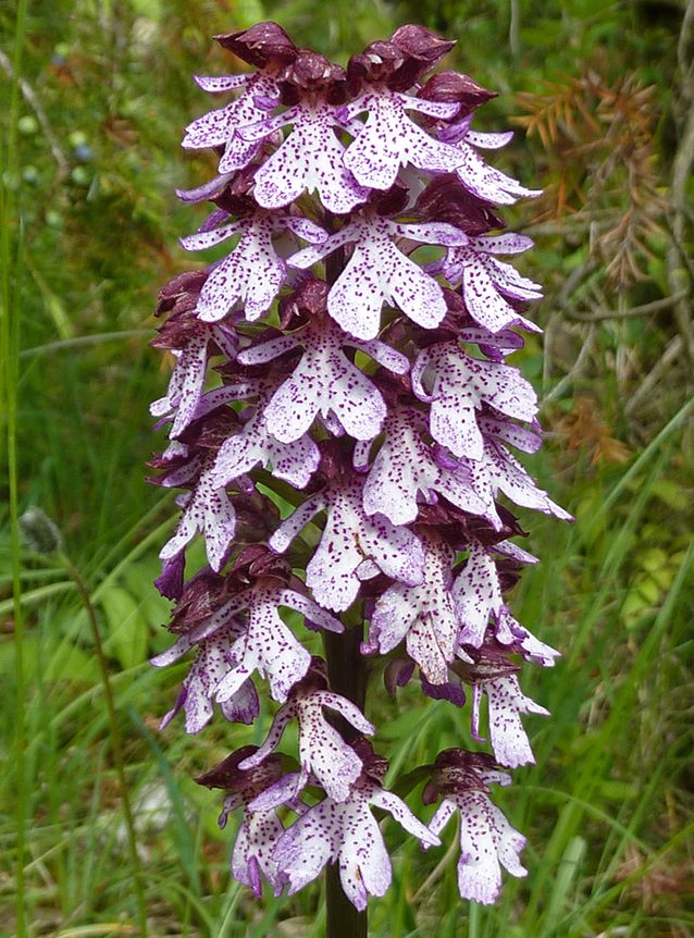 Orchis purpurea