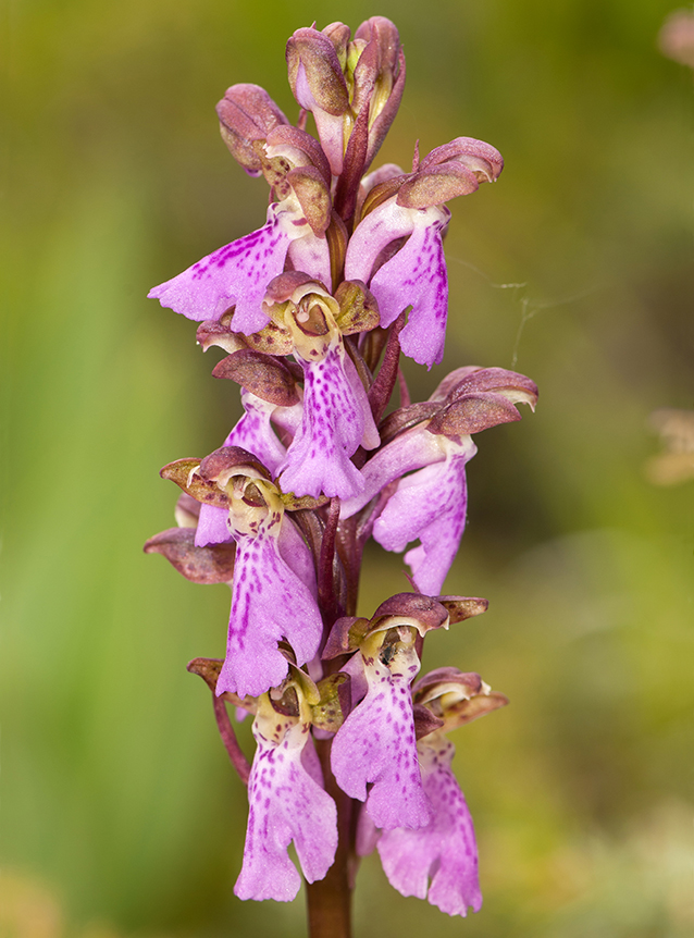Orchis spitzelii
