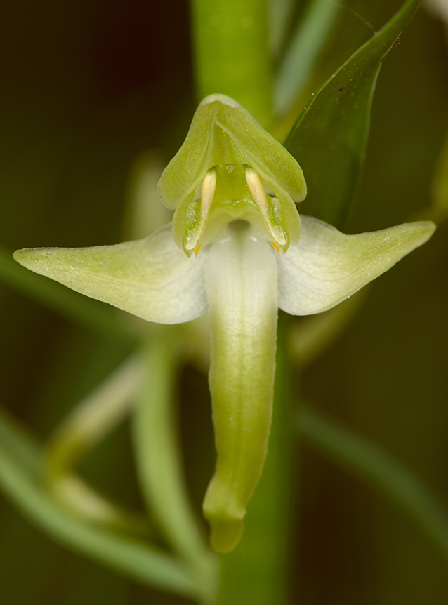Platanthera chlorantha Platanthera chlorantha