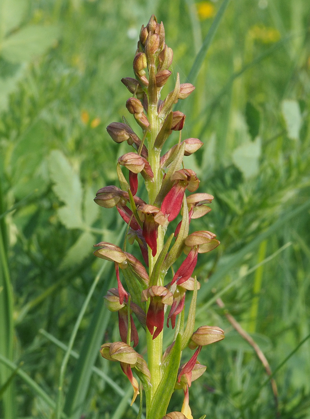Coeloglossum viride