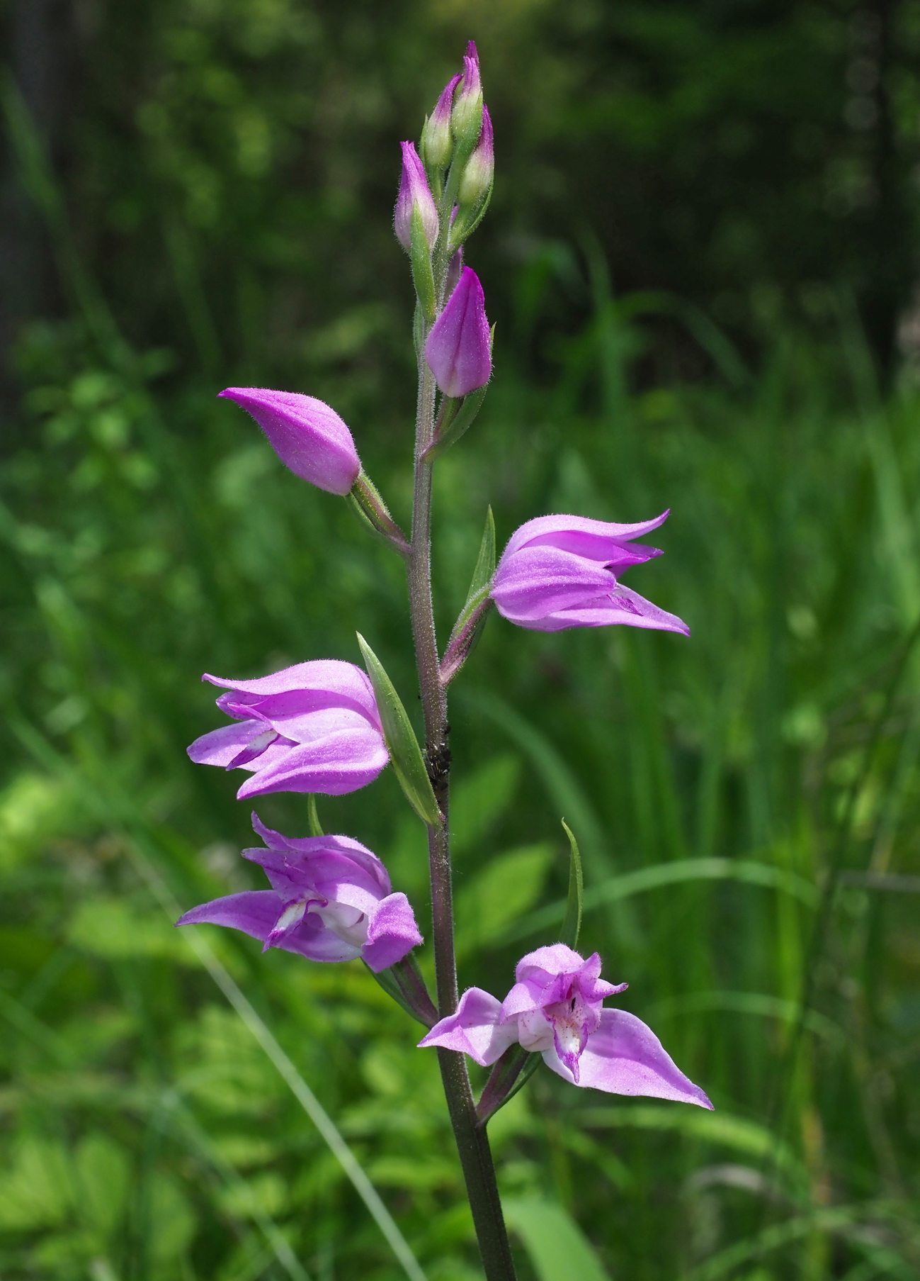 Cephalanthera rubra
