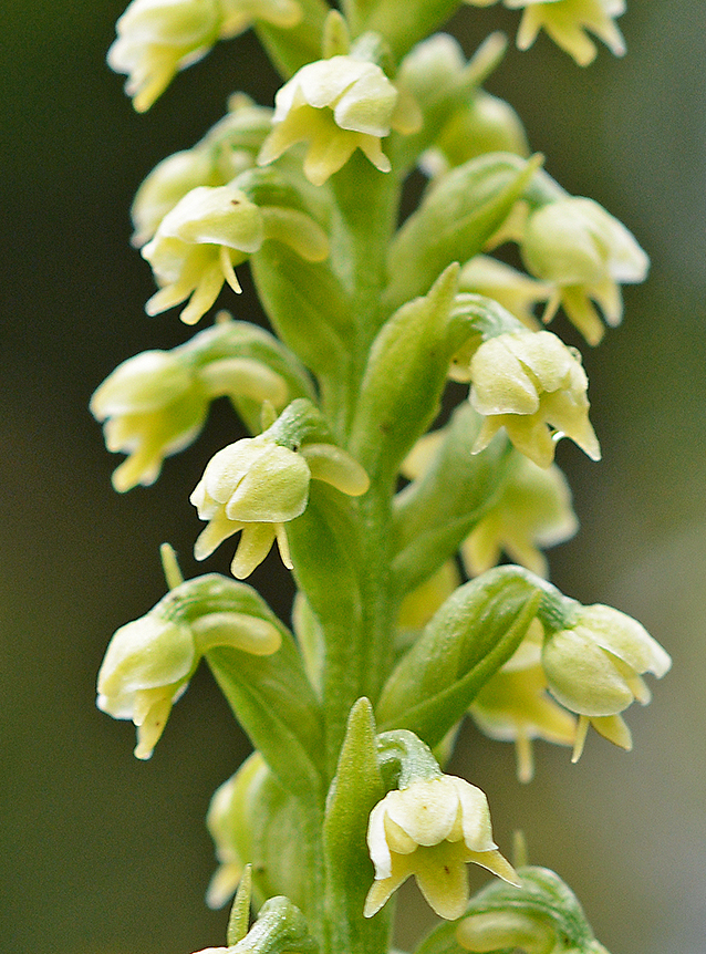 Pseudorchis albida
