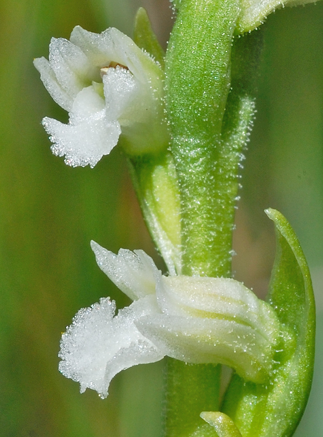 Spiranthes aestivalis
