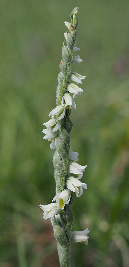 Spiranthes spiralis