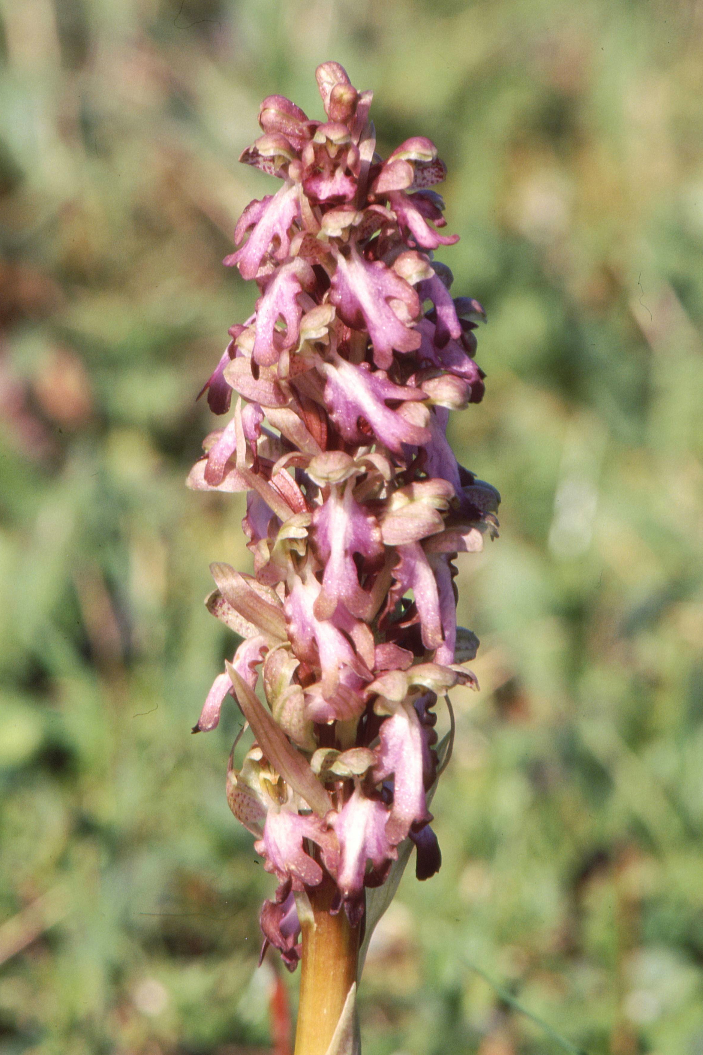 Himantoglossum robertianum