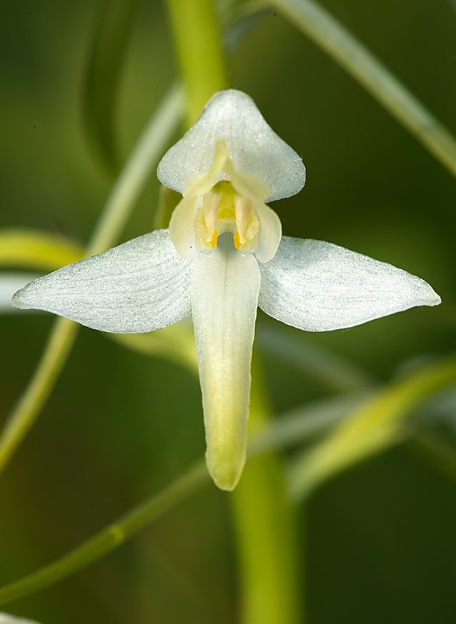 Platanthera pervia