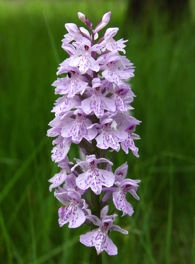 Dactylorhiza fuchsii