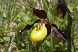 Cypripedium calceolus, Einzelblüte, Hans Rauschenberger