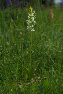 Platanthera bifolia, Habitus, Blaubeuren 12.06.2005, Hans Rauschenberger