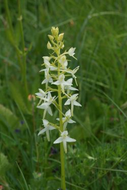 Platanthera bifolia, Blütenstand, Blaubeuren 12.06.2005, Hans Rauschenberger