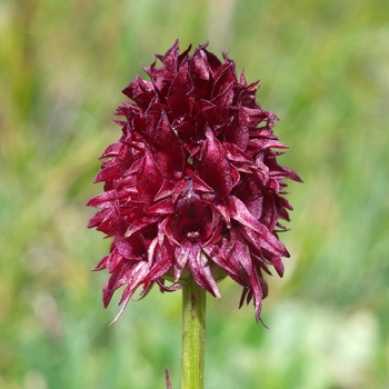 Nigritella nigra ssp. rhellicani, Heutal/Graubünden/CH, 13.07.2005, Hans Rauschenberger