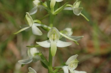 Platanthera bifolia, Einzelblüte, Blaubeuren 19.06.2006, Hans Rauschenberger