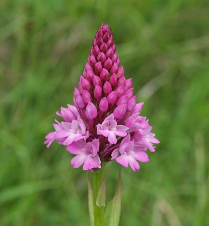 Anacamptis pyramidalis, Blütenstand, Bissingen, Hans Rauschenberger