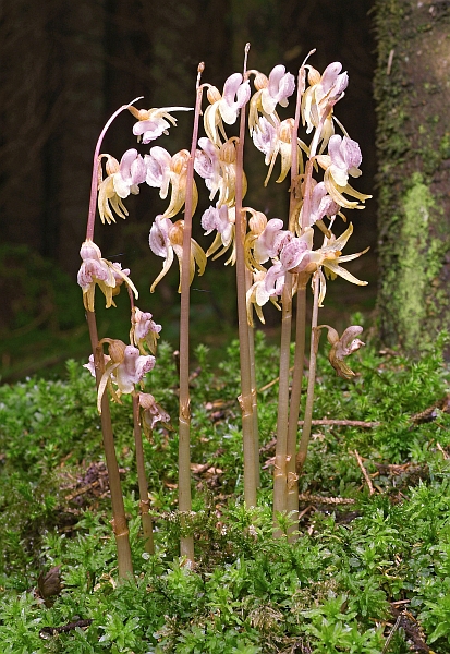 Epipogium aphyllum, Gruppe, Schwarzwald-Baar-Kreis, 30.07.2005, Hans Rauschenberger