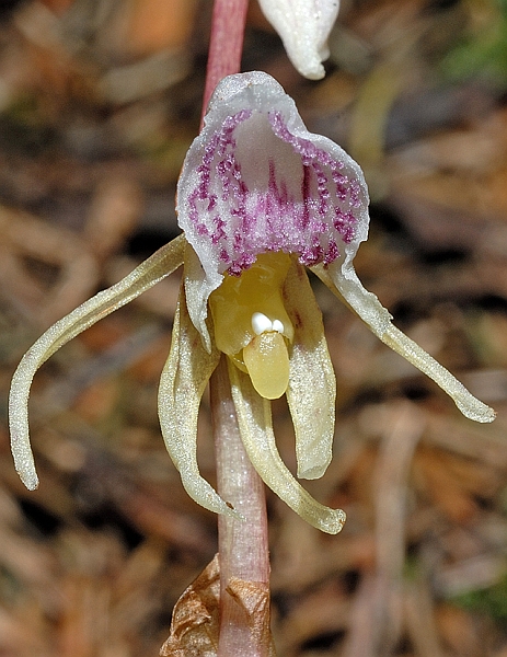 Epipogium aphyllum, Einzelblüte, Schwarzwald-Baar-Kreis, 02.08.2006, Hans Rauschenberger