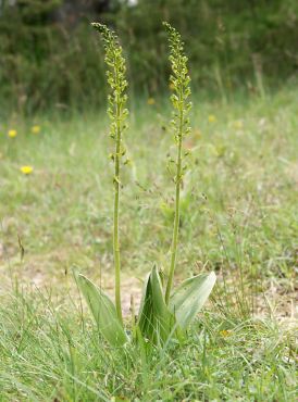 Listera ovata, Habitus (zwei Pflanzen), Blaubeuren, Hans Rauschenberger