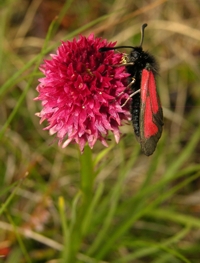 Nigritella nigra ssp. rhellicani var. fulva mit Widderchen (Zygaena spec.), Richard Lorenz