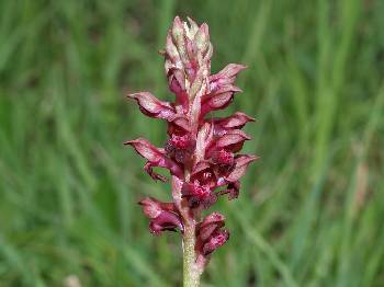 Orchis coriophora, Blütenstand, Bayern, Hans Rauschenberger