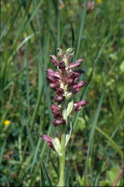 Orchis coriophora, Blütenstand, Nordgriechenland, Dietrich Bergfeld