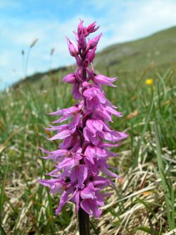 Orchis mascula subsp. speciosa, Blütenstand, Richard Lorenz