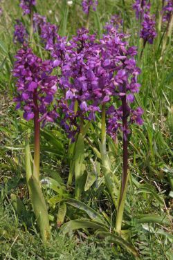 Orchis mascula subsp. mascula, Habitus, Richard Lorenz