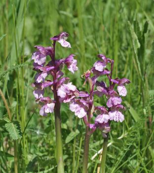 Orchis morio, Blütenstände Donzdorf, Hans Rauschenberger