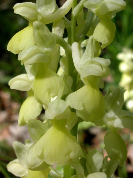 Orchis pallens, Blütenstand, Ringgau, 25.04.2011, Jutta Haas