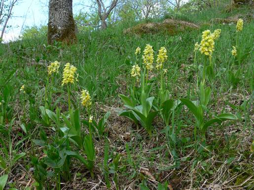 Orchis pallens, Biotop, Schopfloch, 12.05.2006, Helmuth Zelesny