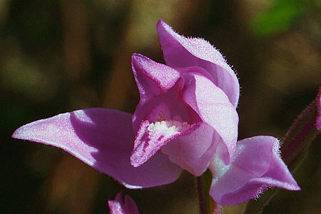 Cephalanthera rubra, Hochsträß, 02.07.1996, Hans Rauschenberger