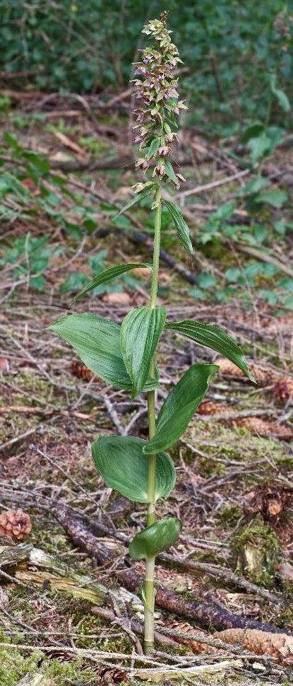 Epipactis helleborine, Alb-Donau-Kreis, 18.07.2005, Hans Rauschenberger