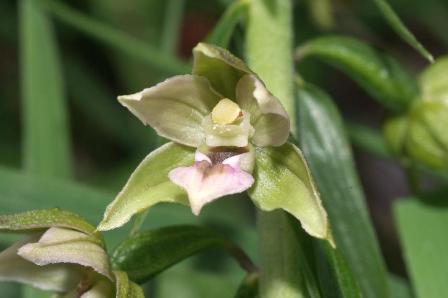 Epipactis helleborine, Alb-Donau-Kreis, 24.07.2005, Hans Rauschenberger