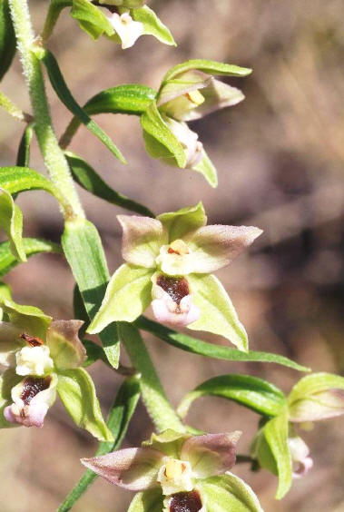 Epipactis helleborine, Alb-Donau-Kreis, 18.07.2005, Hans Rauschenberger