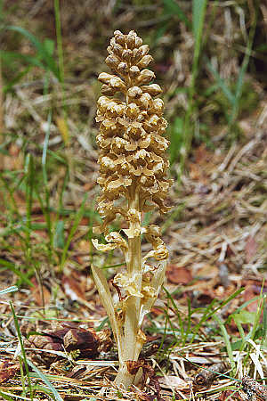 Neottia nidus-avis, Schwäbische Alb, Hans Rauschenberger