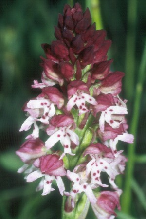 Orchis ustulata, Donzdorf, Werner Hiller