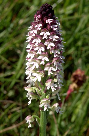 Orchis ustulata, Pfullingen/Schwäb. Alb, Hans Rauschenberger